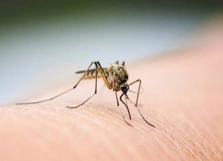 Malaria Versus Dengue: Spotting The Difference